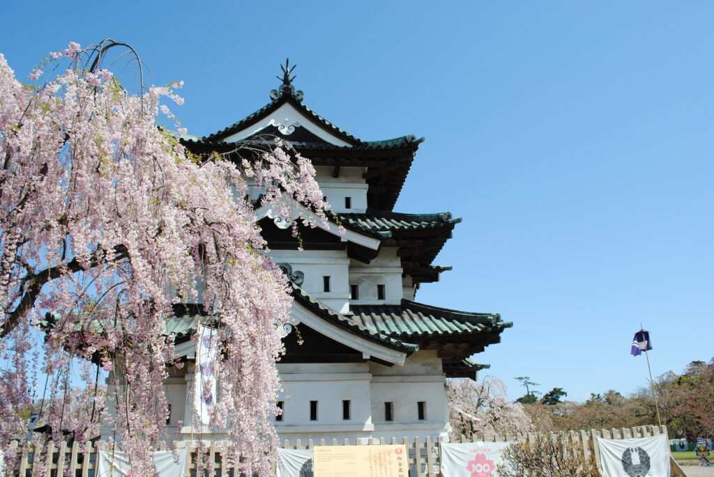弘前城と枝垂桜。